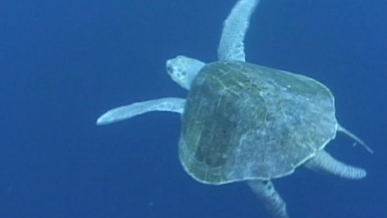 Las Tortugas También Lloran, Alerta Verde