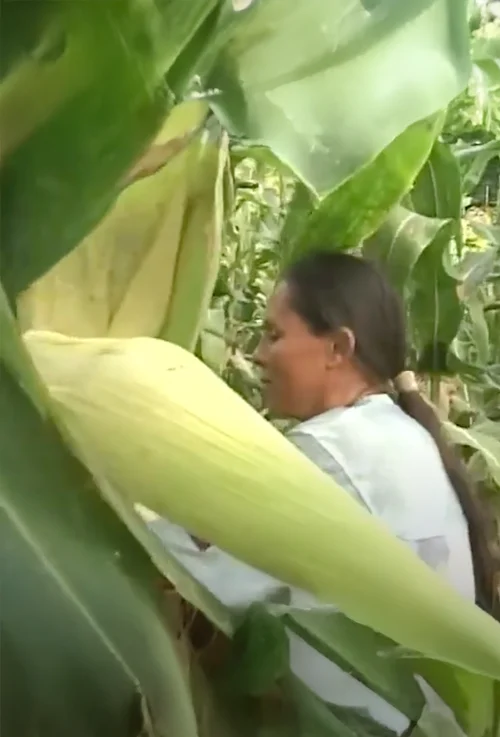 Campesinas: Semillas de Cambio